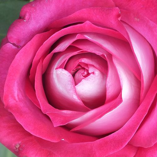 Online rózsa kertészet - teahibrid rózsa - rózsaszín - Rosa Monica Bellucci® - intenzív illatú rózsa - Alain Meilland - Illatos, jó vázatartóssággal rendelkező, egyedi színű fajta.